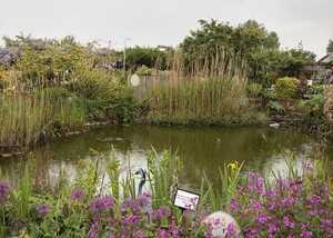 Lush garden scene with purple flowers and a pond under a cloudy sky.