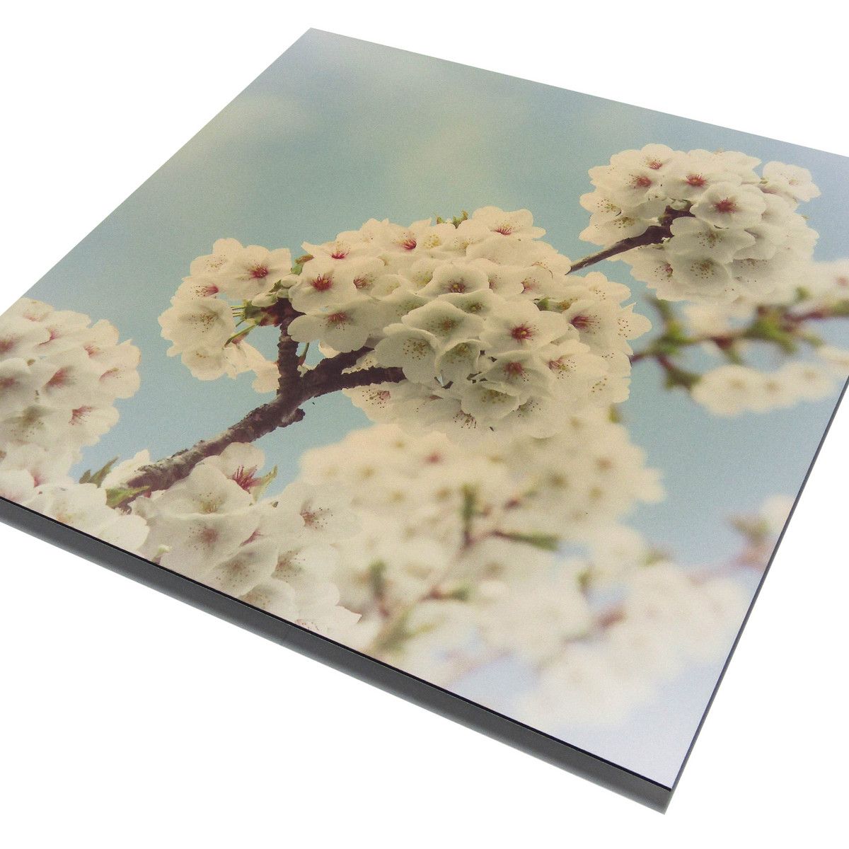 ACM Fine Art Print Flowers Clear.jpg