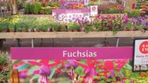 Triaprint Bedding Plant Header Panels
